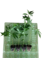 3er Hanfsteckling Mystery Box Indica/Sativa