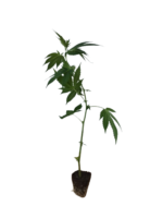 3er Hanfsteckling Mystery Box Indica/Sativa - Image 3