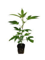 Cannalope Haze Hanfsteckling - Image 3