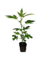 Critical Kush Hanfsteckling - Image 3