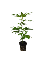 Cannalope Haze Hanfsteckling