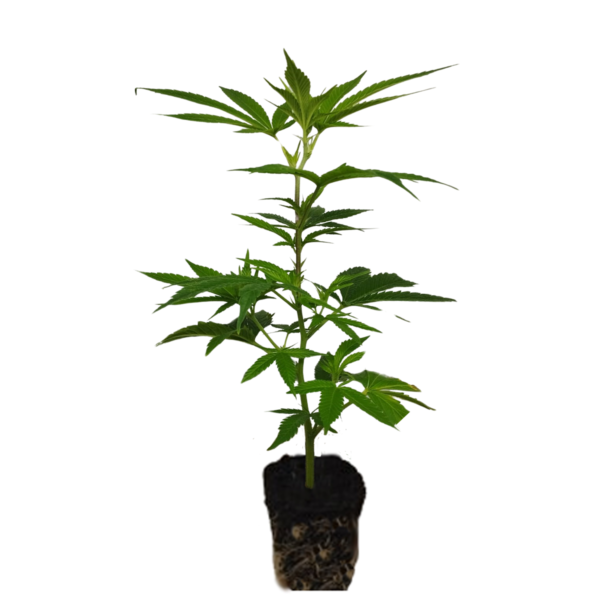 Cannalope Haze Hanfsteckling