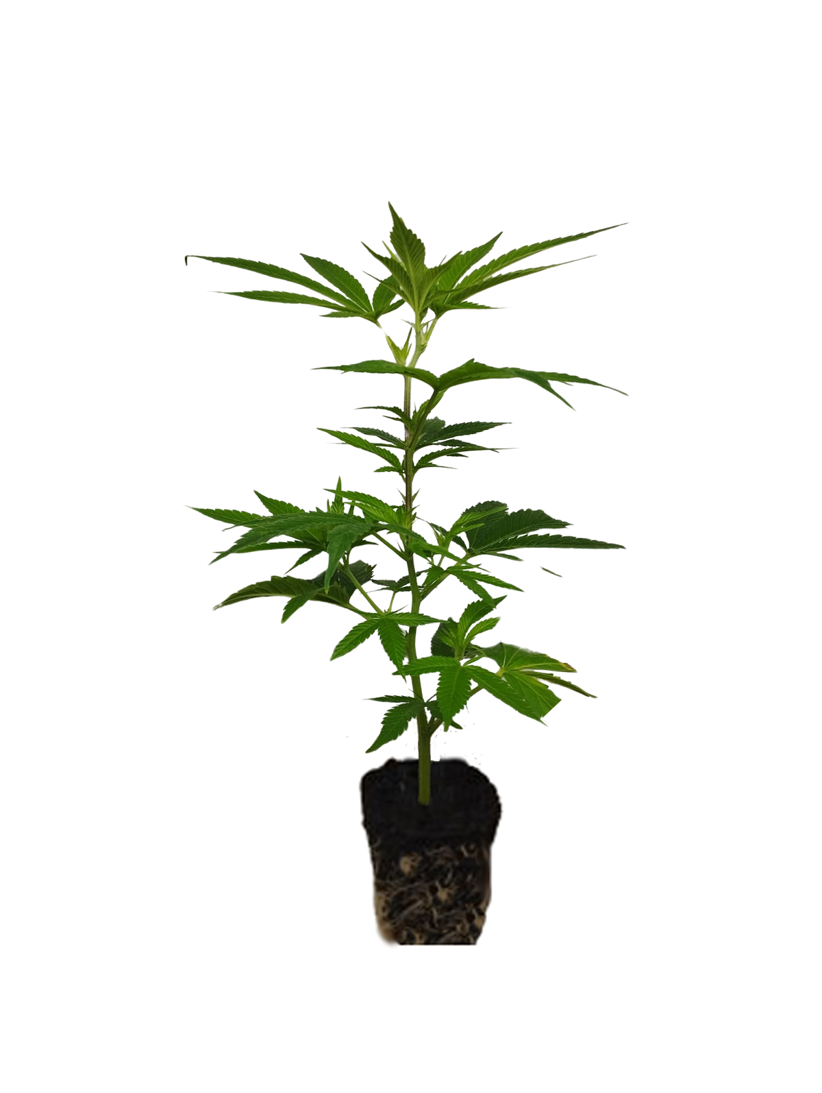 Hanfsteckling-weiblich-versand-deutschland_canalope_haze Cannalope Haze Hanfsteckling - Image 1