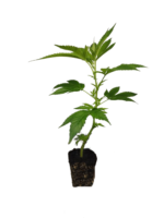 Critical Kush Hanfsteckling - Image 2