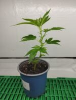 Orange Bud Hanfsteckling - Image 3