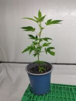 Orange Bud Hanfsteckling - Image 2