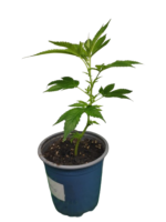 Power Plant Hanfsteckling