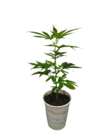 Power Plant Hanfsteckling - Image 2