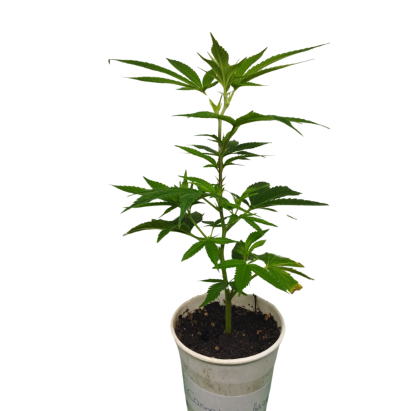 Critical Kush Hanfsteckling