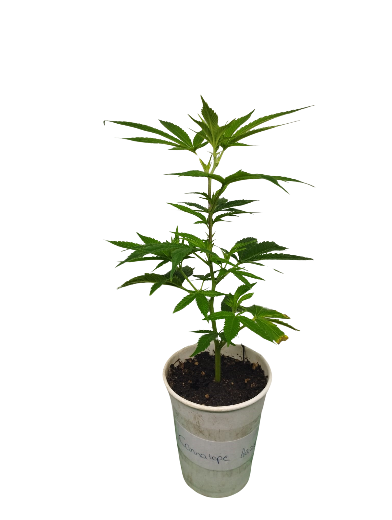 WhatsApp_Image_2024-05-03_at_00.56.19_1_-removebg Critical Kush Hanfsteckling - Image 1