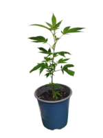 Orange Bud Hanfsteckling